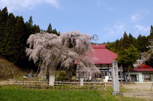 永泉寺の桜      